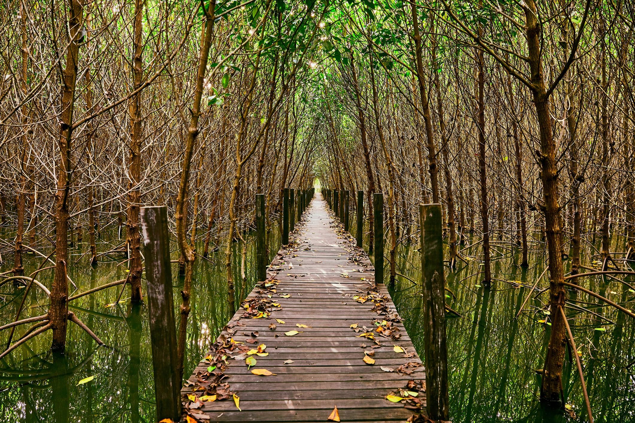 Wooden walkway through mangrove forest