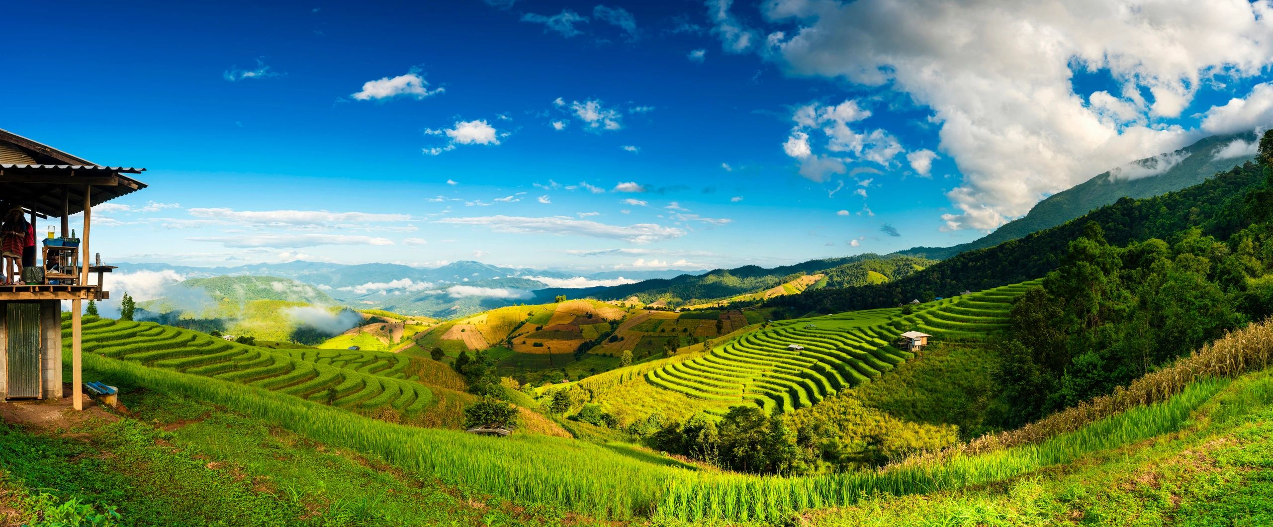 Rice terraces in the mountains of Thailand